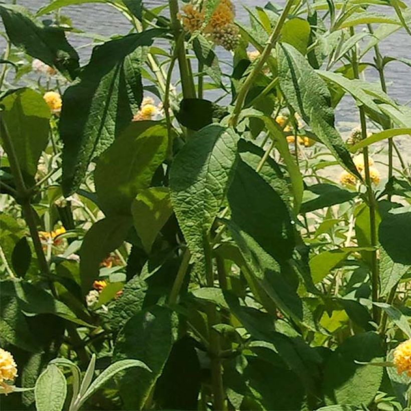 Buddleja weyeriana Sungold - Sommerflieder (Laub)