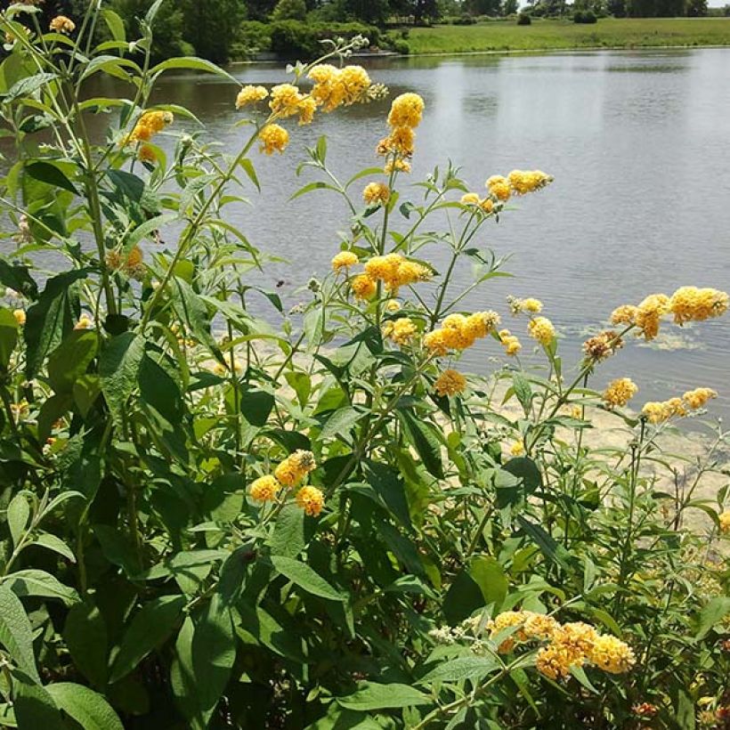 Buddleja weyeriana Sungold - Sommerflieder (Blüte)