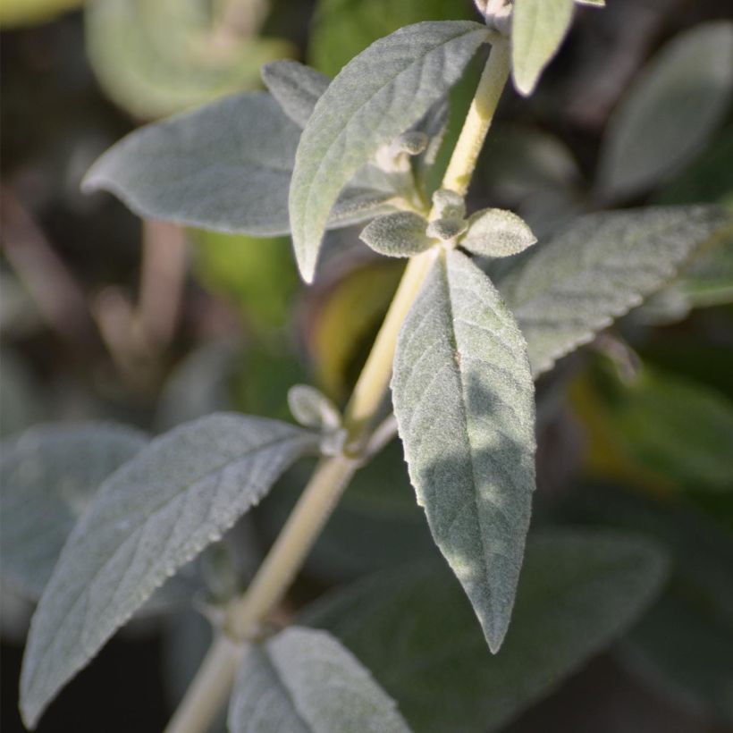 Buddleja White Chip - Sommerflieder (Laub)