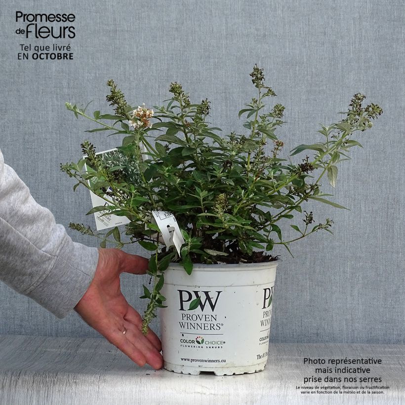 Exemplar von Buddleia White Chip  - Arbre aux papillons nain Pot de 2L/3L wie im Herbst geliefert