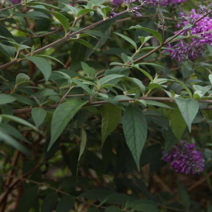 Buddleja davidii Argus Velvet - Sommerflieder (Laub)