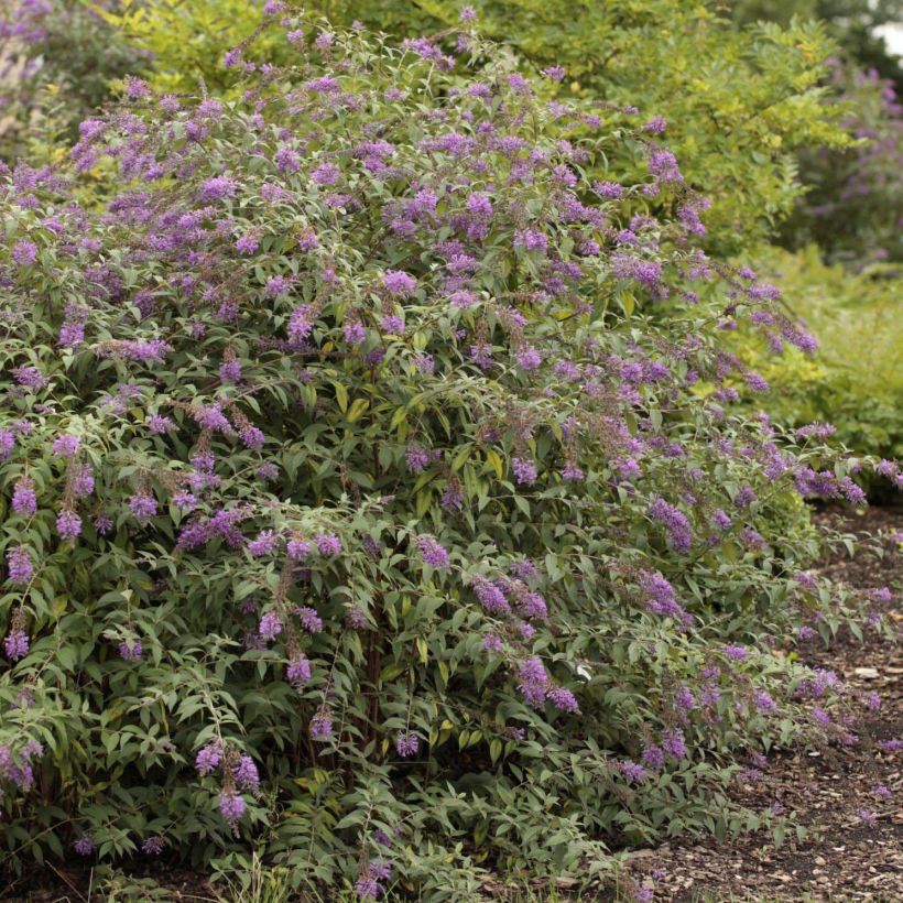 Buddleja davidii Argus Velvet - Sommerflieder (Hafen)