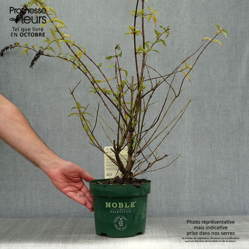 Exemplar von Buddleja davidii Argus Velvet Pot de 3L/4L wie im Herbst geliefert