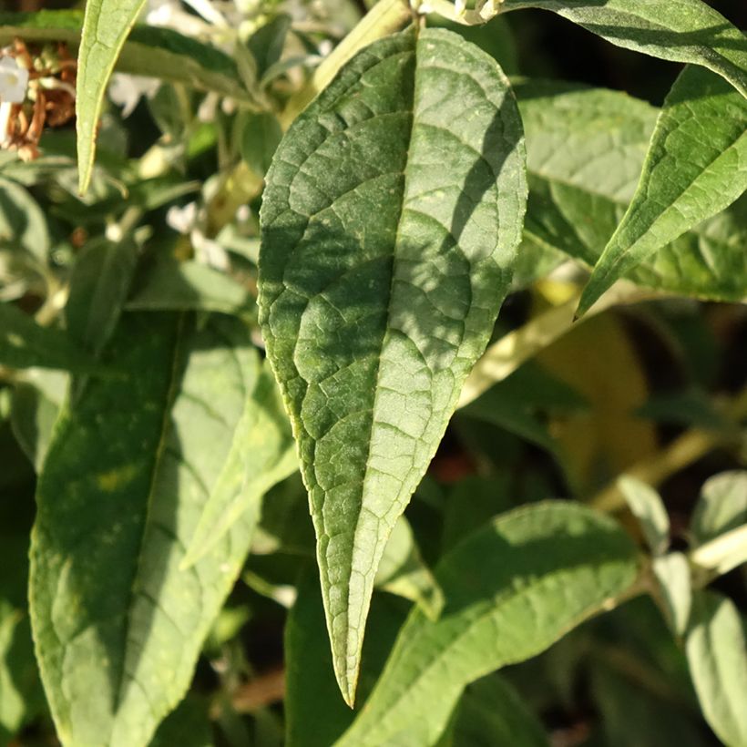 Buddleja davidii Argus White - Sommerflieder (Laub)