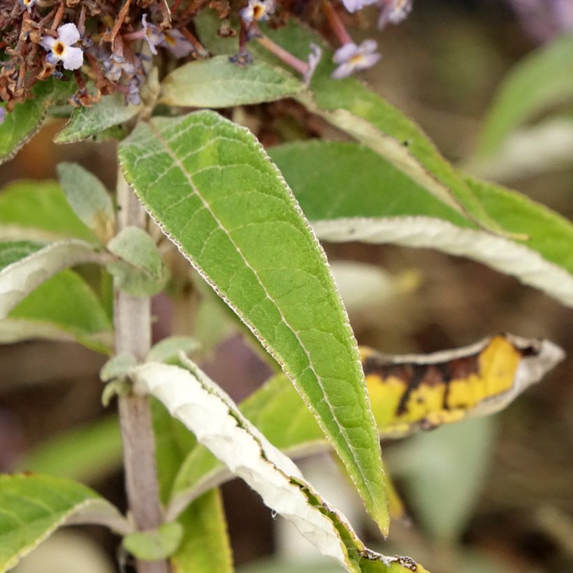 Buddleja davidii Butterfly Candy Lila Sweetheart - Sommerflieder (Laub)