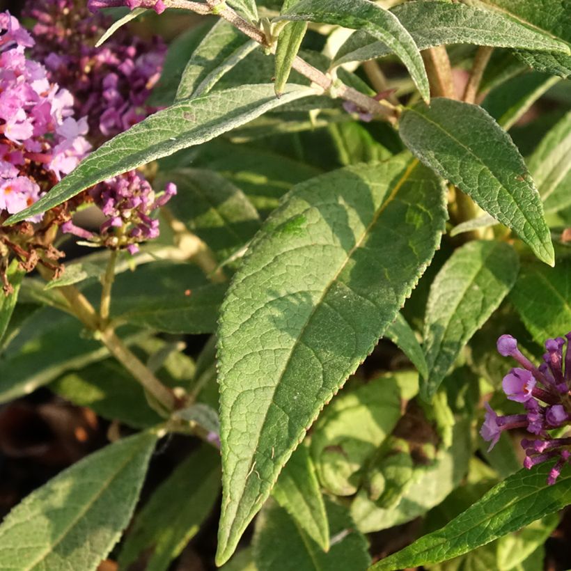 Buddleja davidii Butterfly Candy Little Lila - Sommerflieder (Laub)