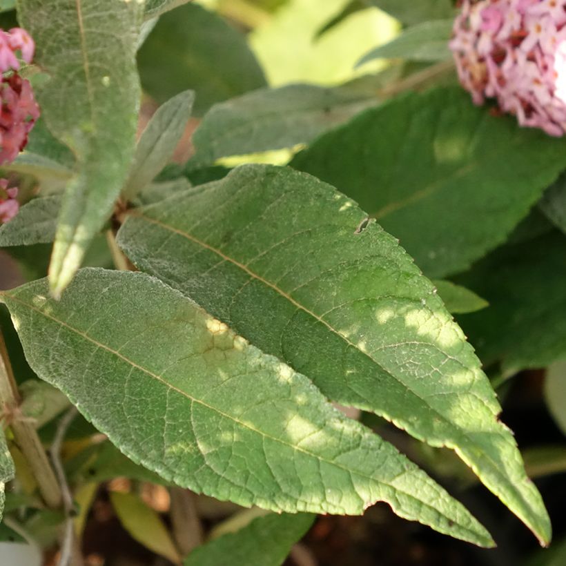 Buddleja davidii Butterfly Candy Little Pink - Sommerflieder (Laub)