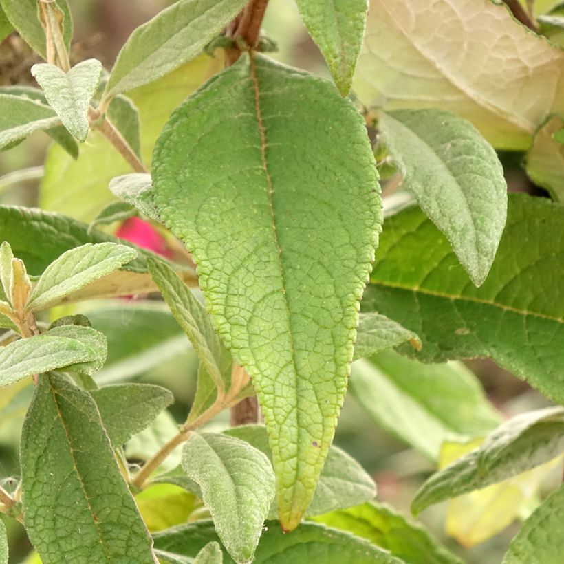 Buddleja davidii Butterfly Candy Little Ruby - Sommerflieder (Laub)