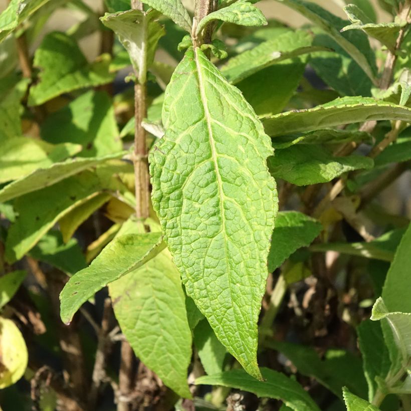 Buddleja davidii Butterfly Candy Trio Mix - Sommerflieder (Laub)