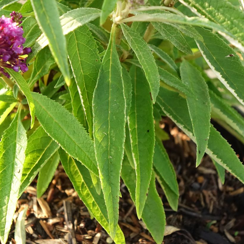 Buddleja davidii Butterfly Candy Little Purple - Sommerflieder (Laub)