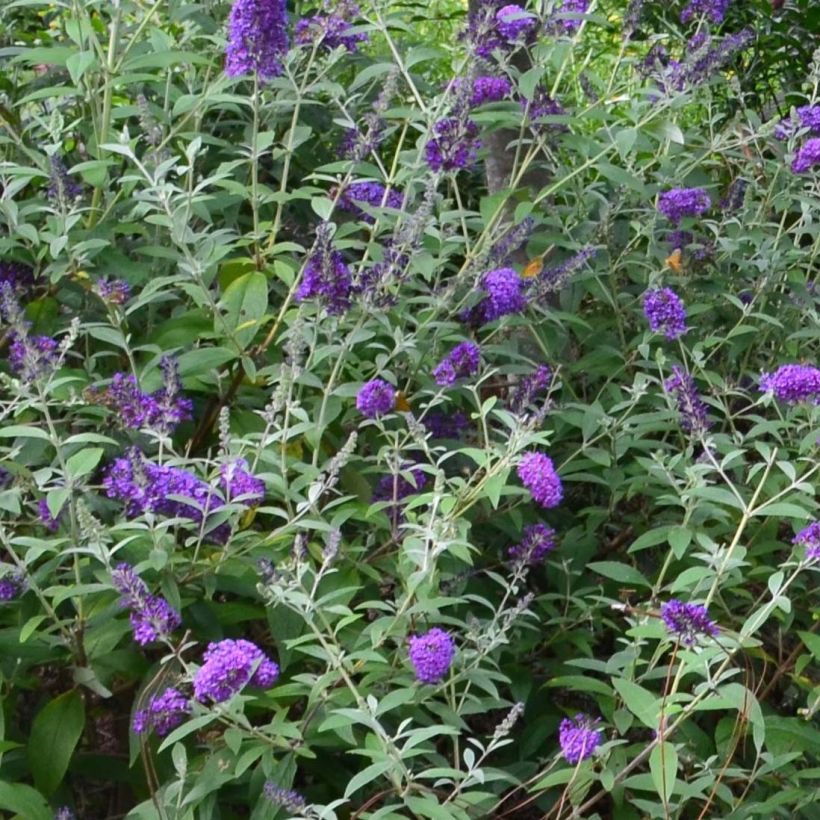 Buddleja davidii Groovy Grape - Sommerflieder (Blüte)