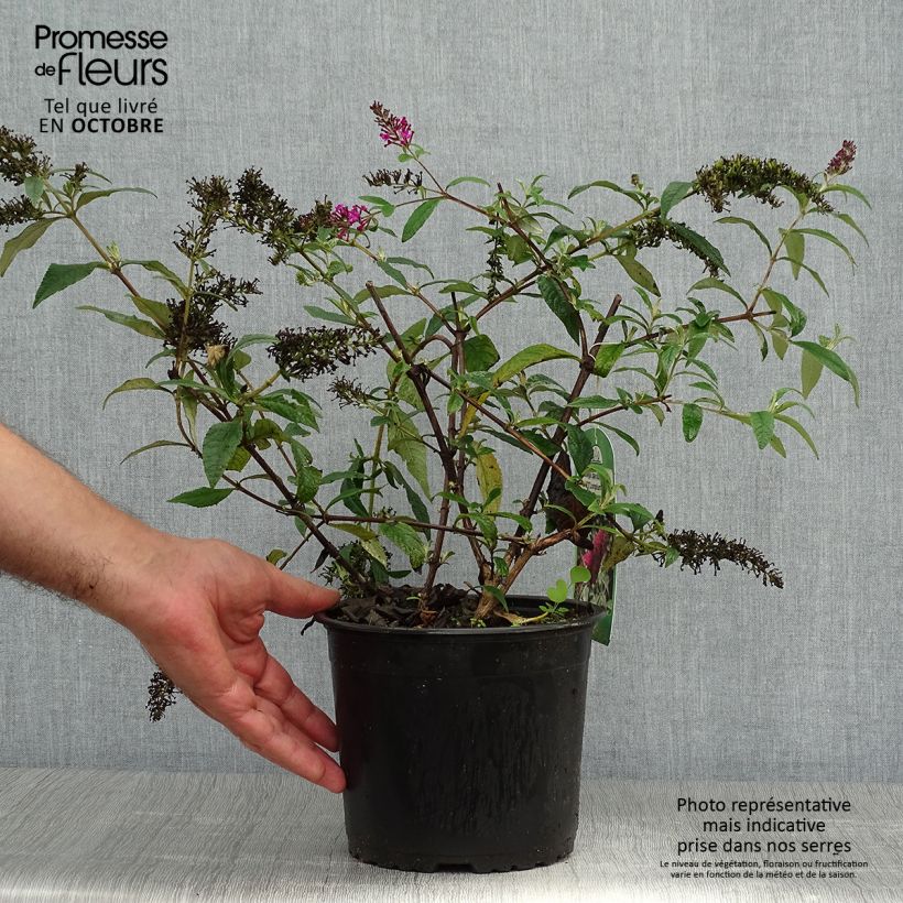 Exemplar von Buddleja davidii Sugar Plum - Arbre aux papillons Pot de 3L/4L wie im Herbst geliefert