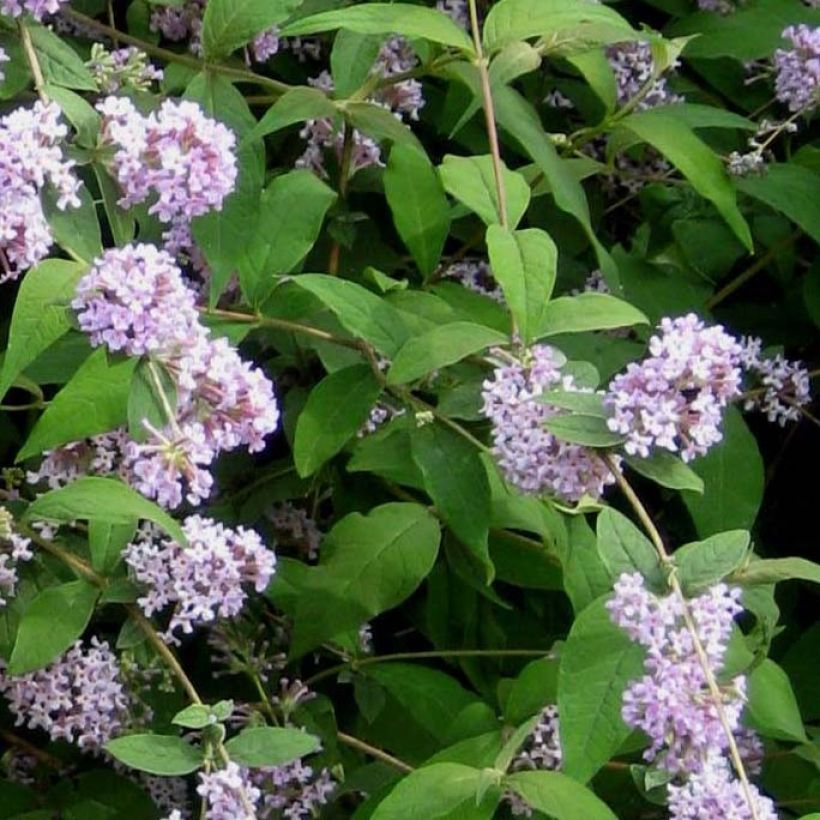 Buddleja delavayi - Chinesische Sommerflieder (Laub)