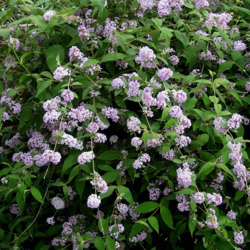 Buddleja delavayi - Chinesische Sommerflieder (Blüte)