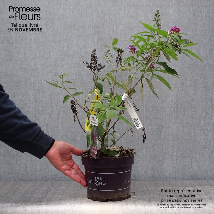 Exemplar von Buddleja Funky Fuchsia - Arbre aux papillons Pot de 2L/3L wie im Herbst geliefert