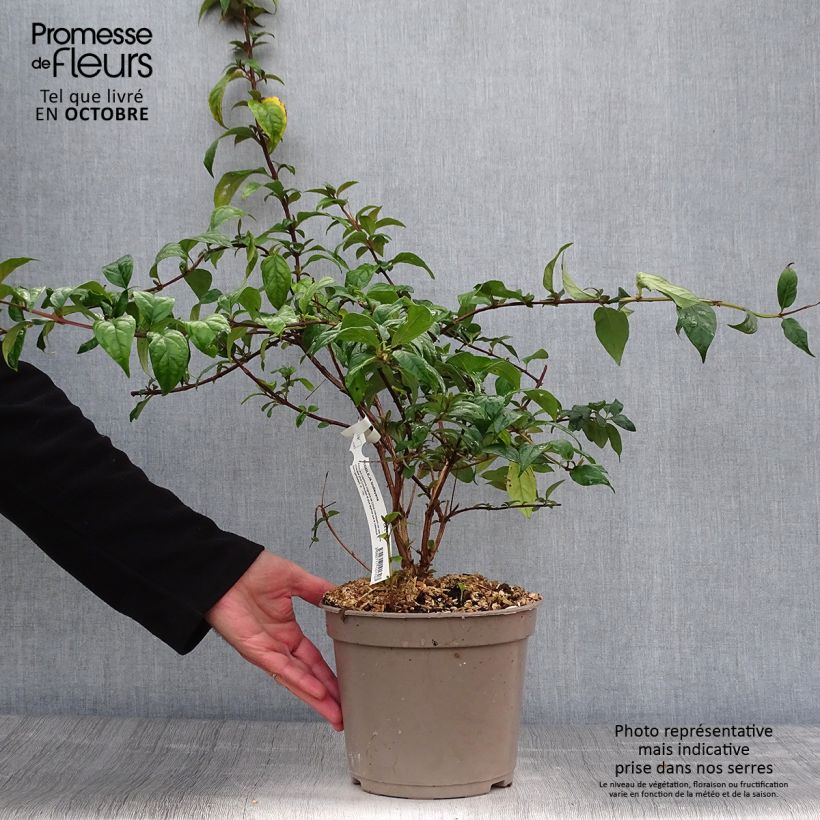 Exemplar von Buddleja lindleyana - Arbre aux papillons de Lindley Pot de 4L/5L wie im Herbst geliefert