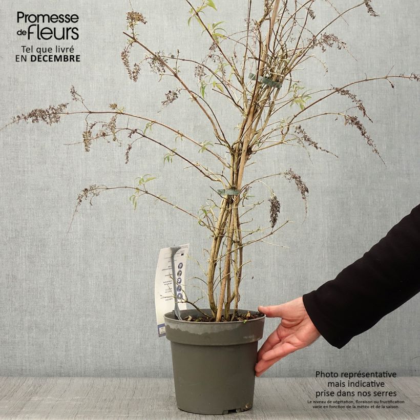 Exemplar von Buddleja Wisteria Lane - Arbre à papillons Pot de 3L/4L wie im Herbst geliefert