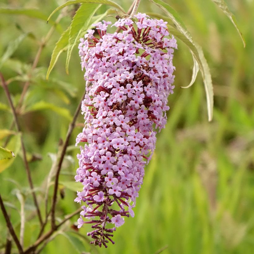 Buddleja davidii Wisteria Lane - Sommerflieder (Blüte)