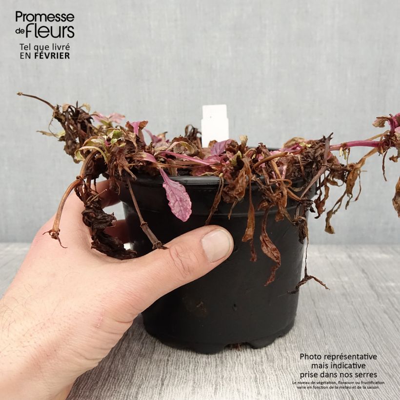 Exemplar von Bugle rampante - Ajuga reptans Burgundy Glow Pot de 2L/3L wie im Winter geliefert