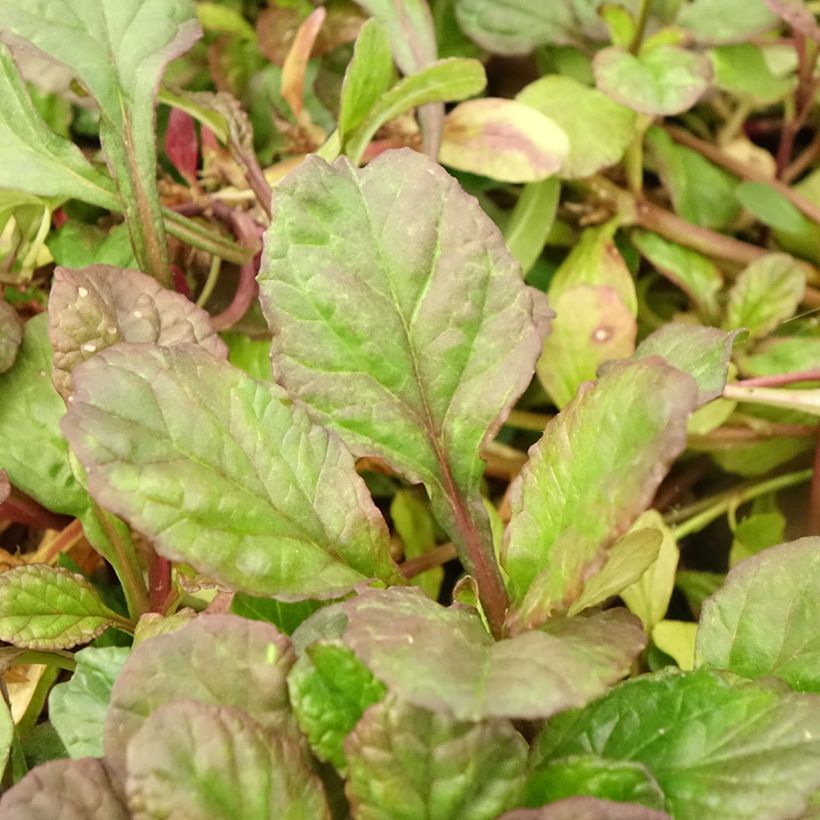 Ajuga reptans Catlin's Giant - Kriechender Günsel (Laub)