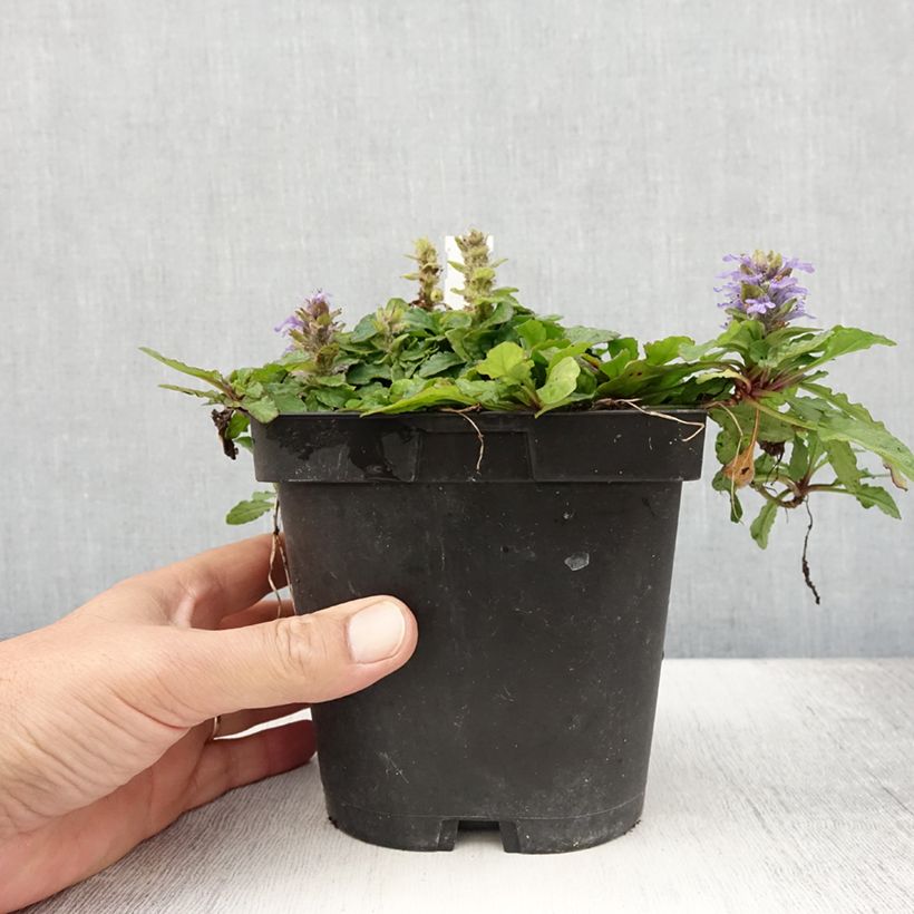 Exemplar von Bugle rampante - Ajuga reptans en pot de 2 litres wie im Sommer geliefert