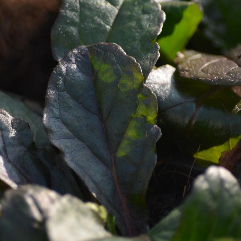 Ajuga reptans Purple Torch - Kriechender Günsel (Laub)