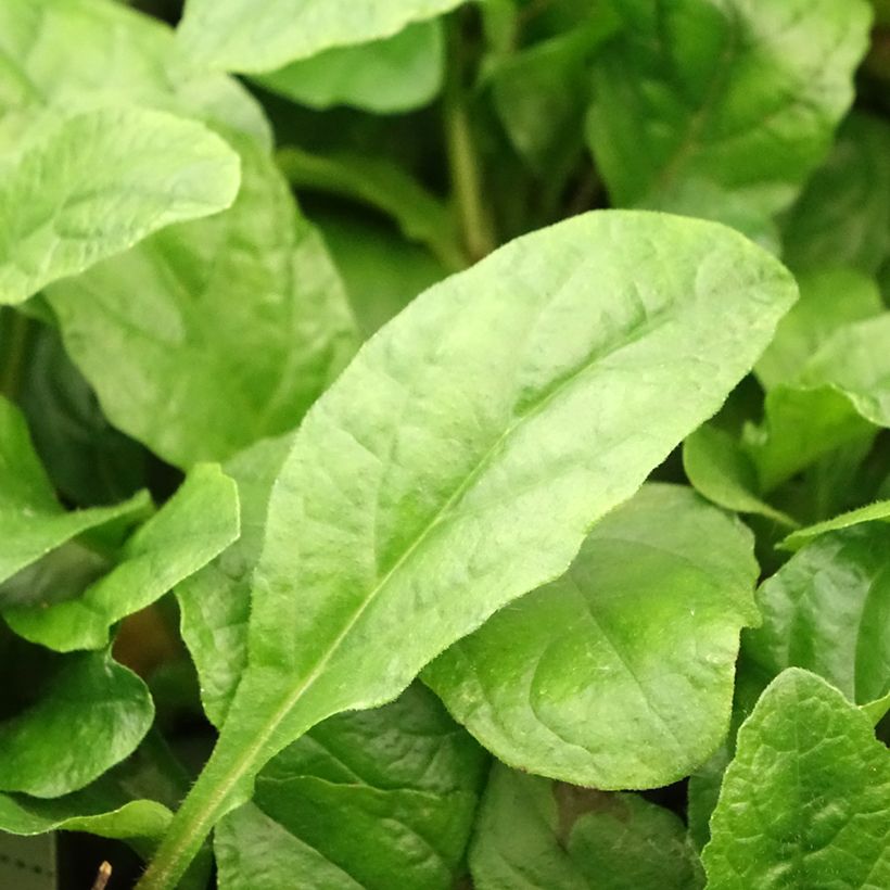 Ajuga reptans Rosea - Kriechender Günsel (Laub)