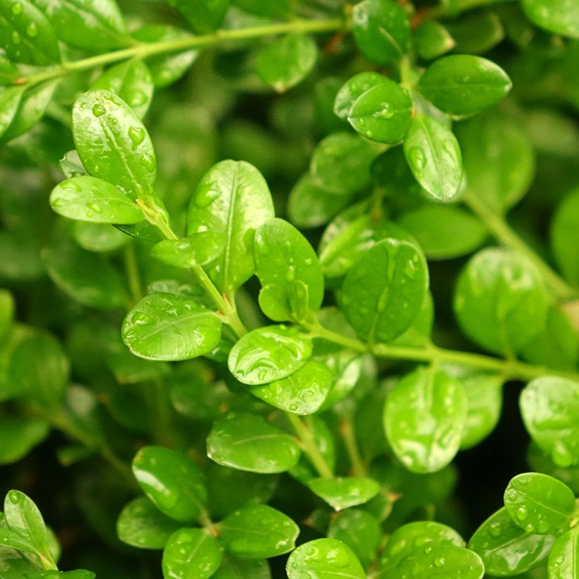 Buxus microphylla Faulkner - Kleinblättriger Buchsbaum (Laub)