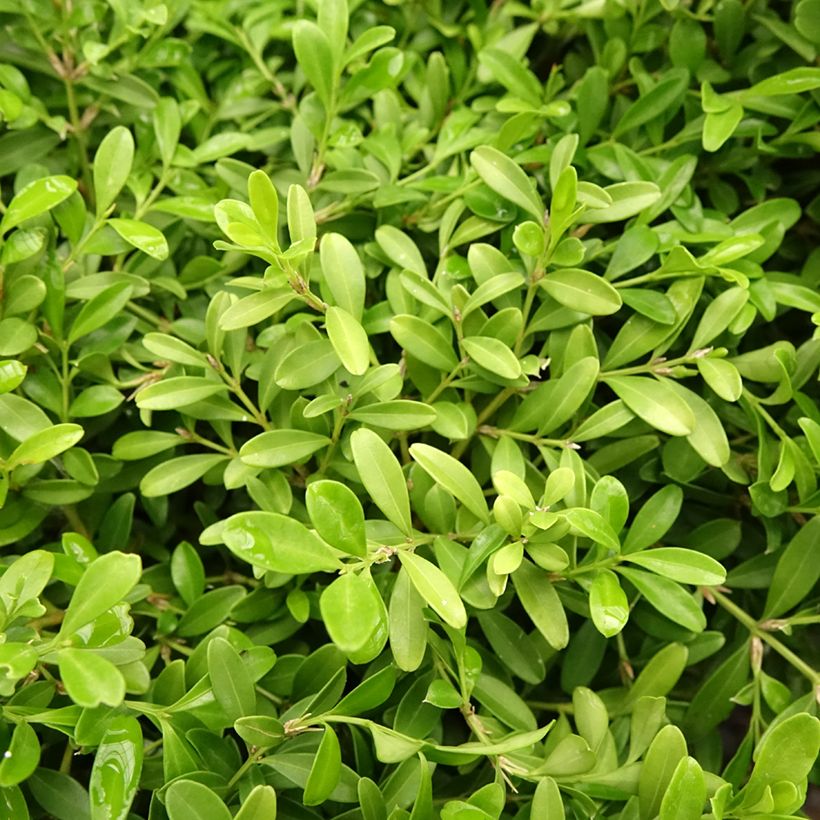 Buxus microphylla Rococo - Kleinblättriger Buchsbaum (Laub)