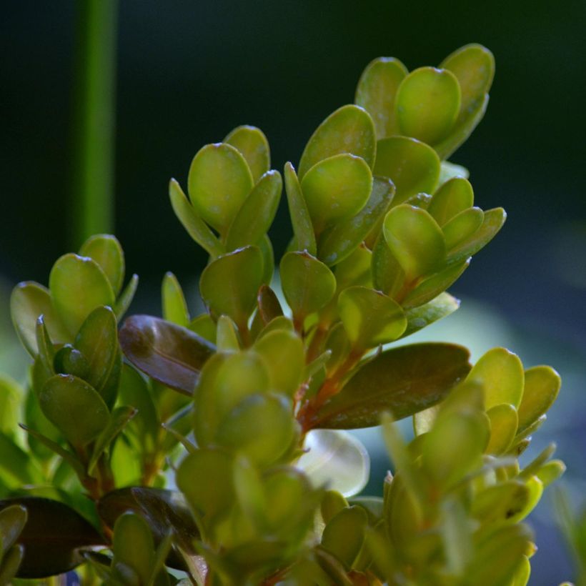 Buxus sempervirens Suffruticosa - Buschbaum (Laub)