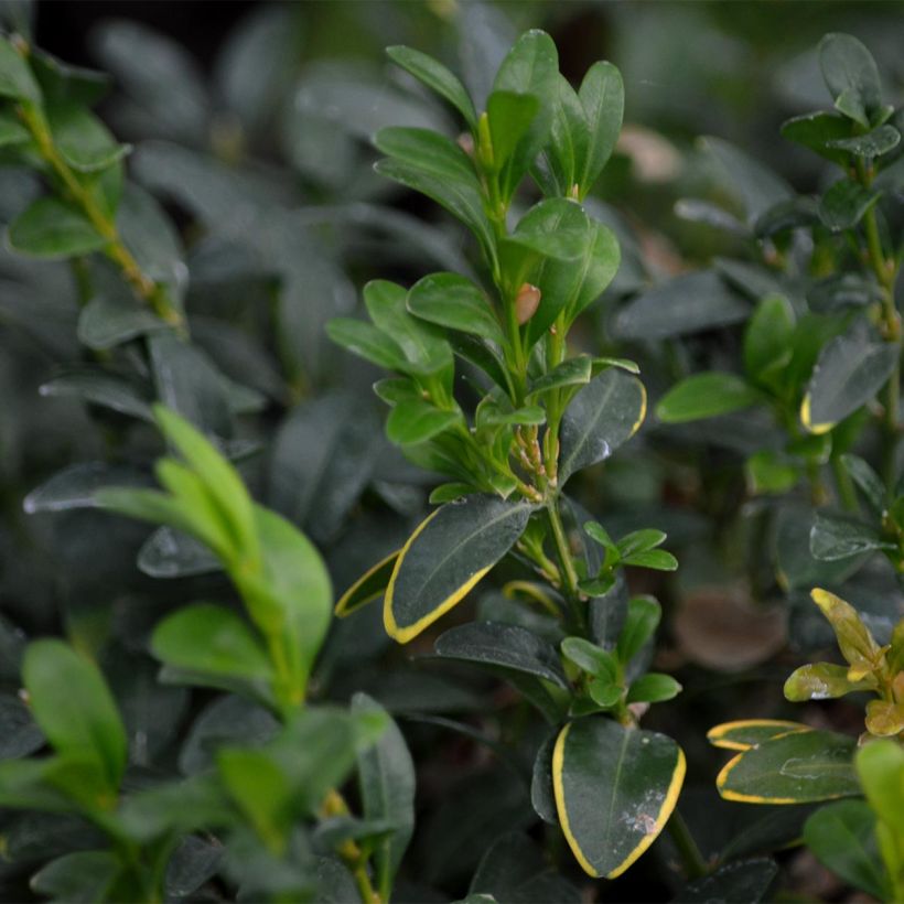 Buxus sempervirens - Kugelbuchsbaum (Laub)