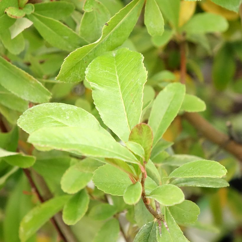 Feuerdorn SAPHYR Jaune - Pyracantha coccinea (Laub)