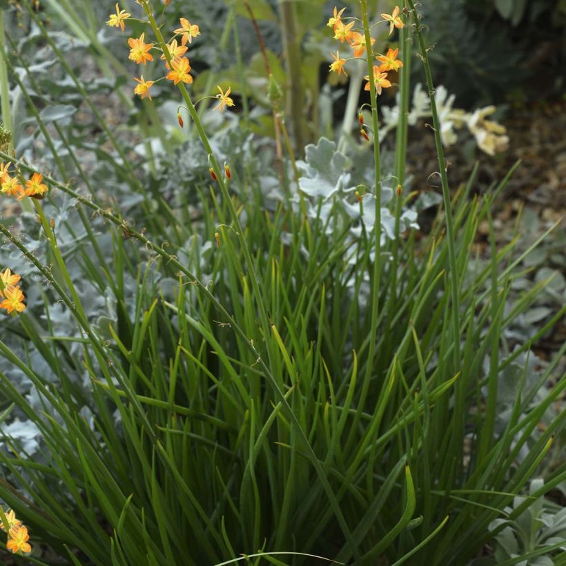 Bulbine frutescens - Katzenschwanzpflanze (Hafen)