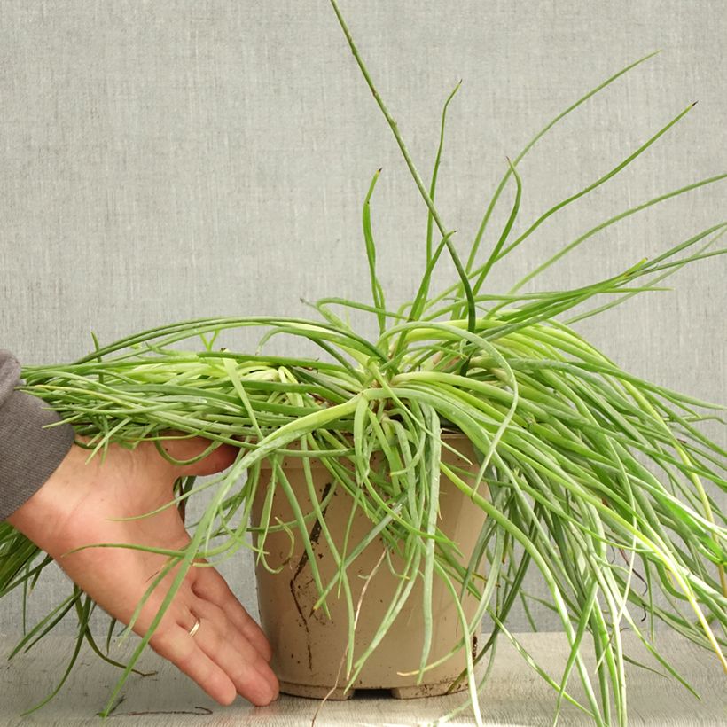 Exemplar von Bulbine frutescens Medicus - Pot de 3L/4L wie im Sommer geliefert