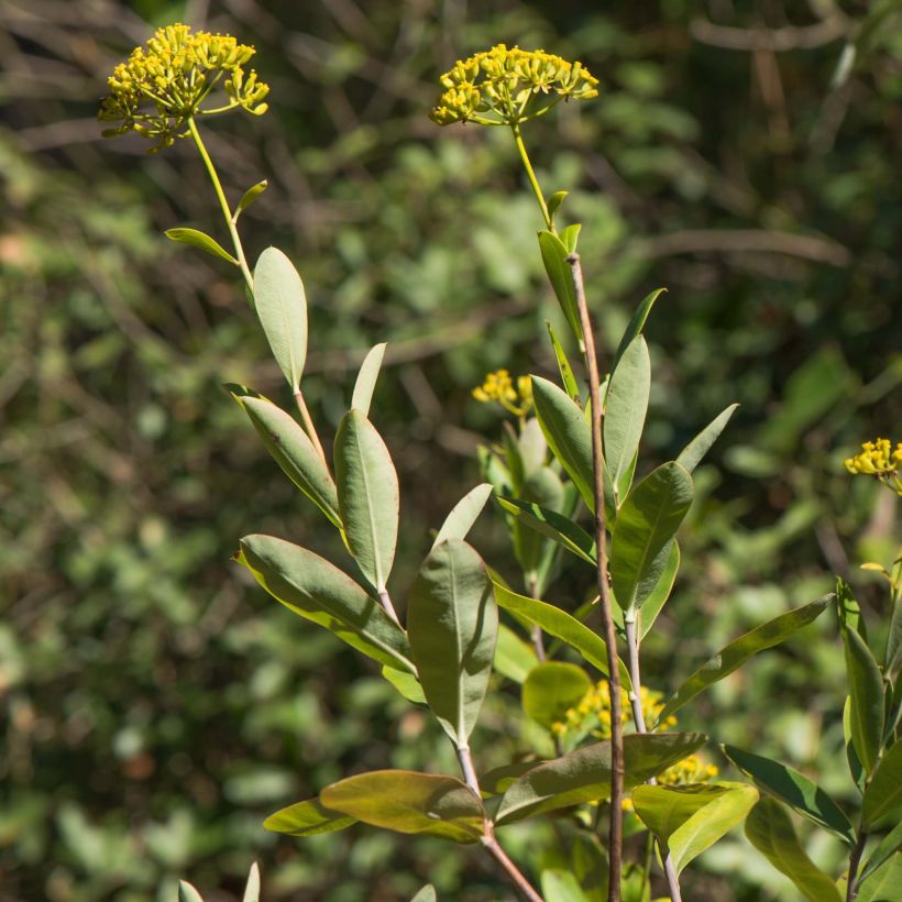 Bupleurum fruticosum - Strauchiges Hasenohr (Laub)