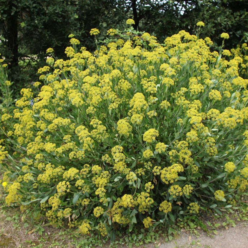 Bupleurum fruticosum - Strauchiges Hasenohr (Hafen)