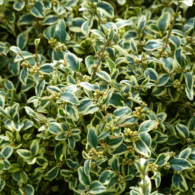 Buxus sempervirens Elegans - Buschbaum (Laub)