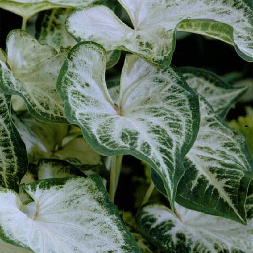 Caladium Aaron (Laub)