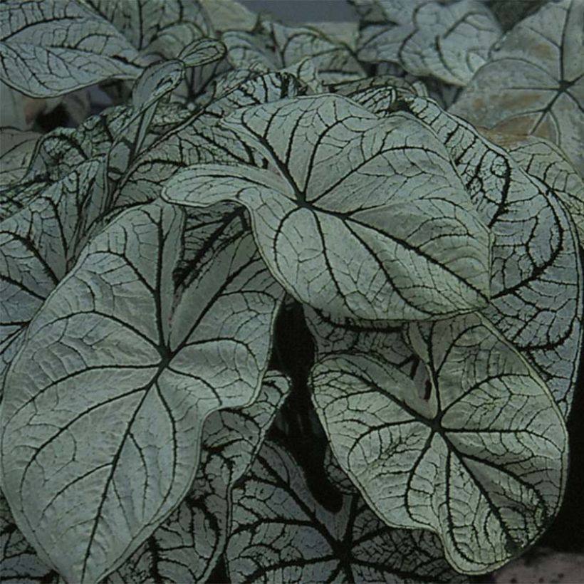 Caladium bicolor Candidum - Buntwurz (Laub)