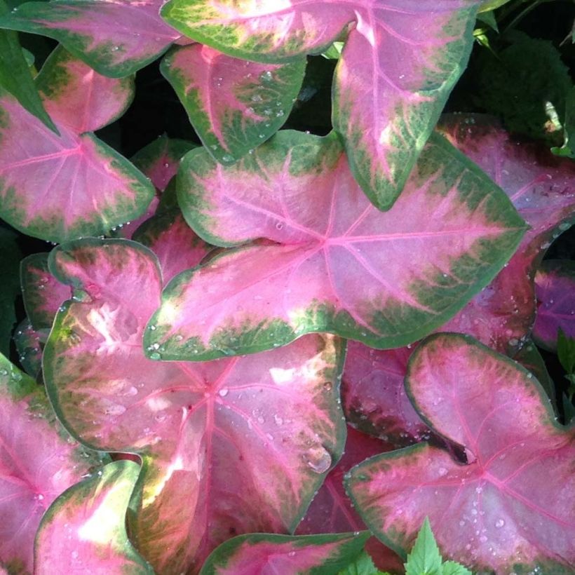 Caladium Rosebud (Laub)