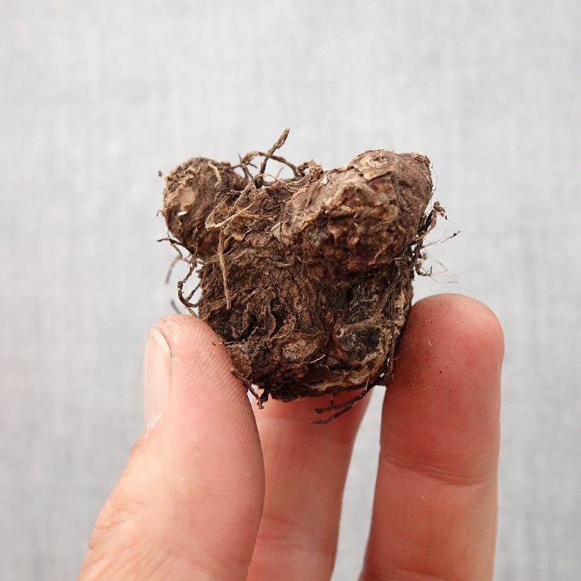 Exemplar von Caladium Rosebud wie im Frühjahr geliefert