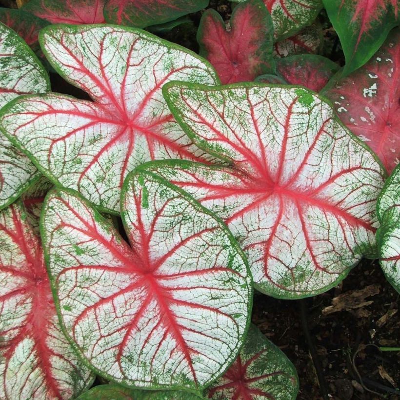 Caladium White Queen (Laub)