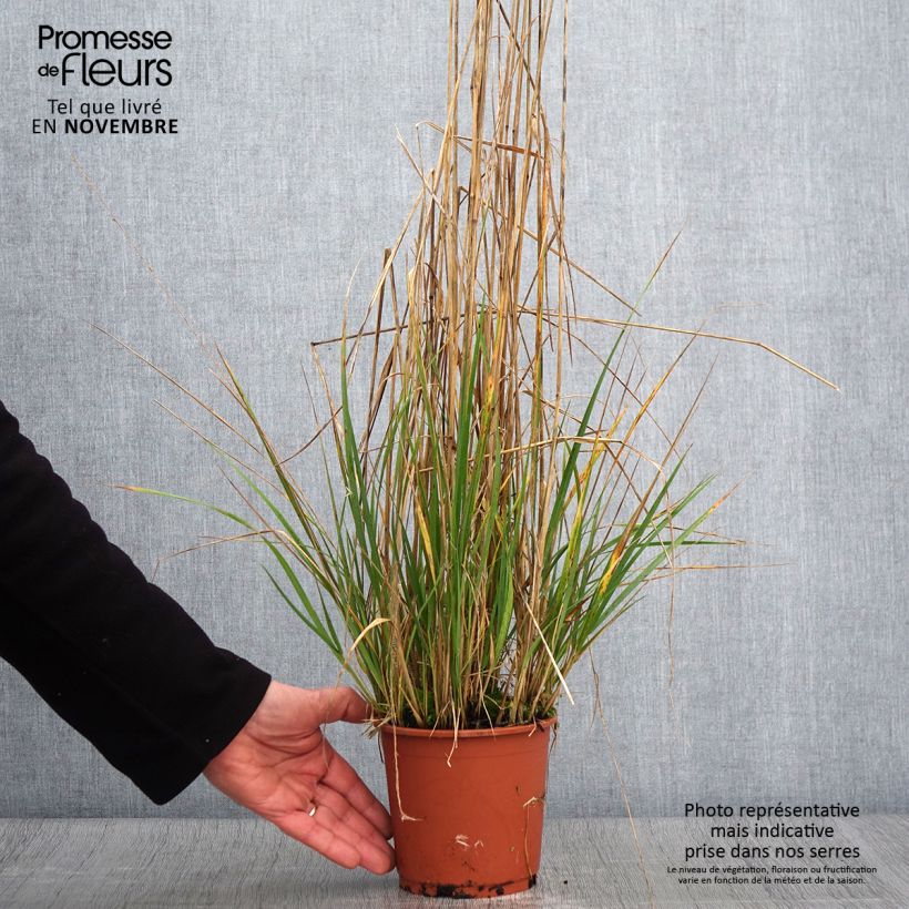 Exemplar von Calamagrostis acutiflora Avalanche - Calamagrostide en pot de 1L/1.5L wie im Herbst geliefert