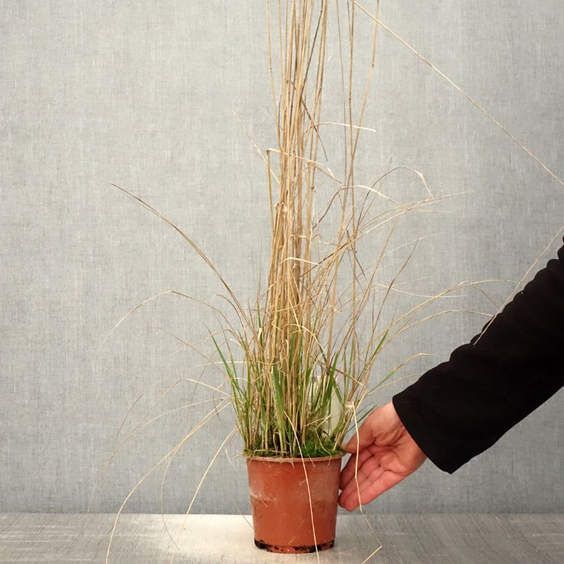 Exemplar von Calamagrostis acutiflora Avalanche - Calamagrostide en pot de 1L/1.5L wie im Frühjahr geliefert