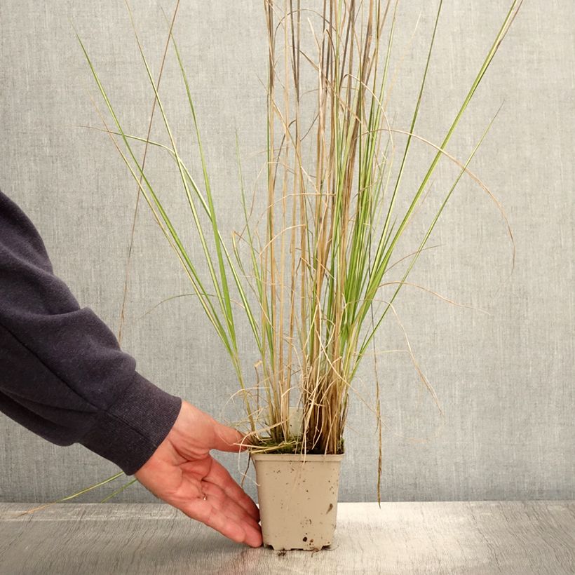 Exemplar von Calamagrostis acutiflora Avalanche - Calamagrostide Godet de 9cm wie im Herbst geliefert