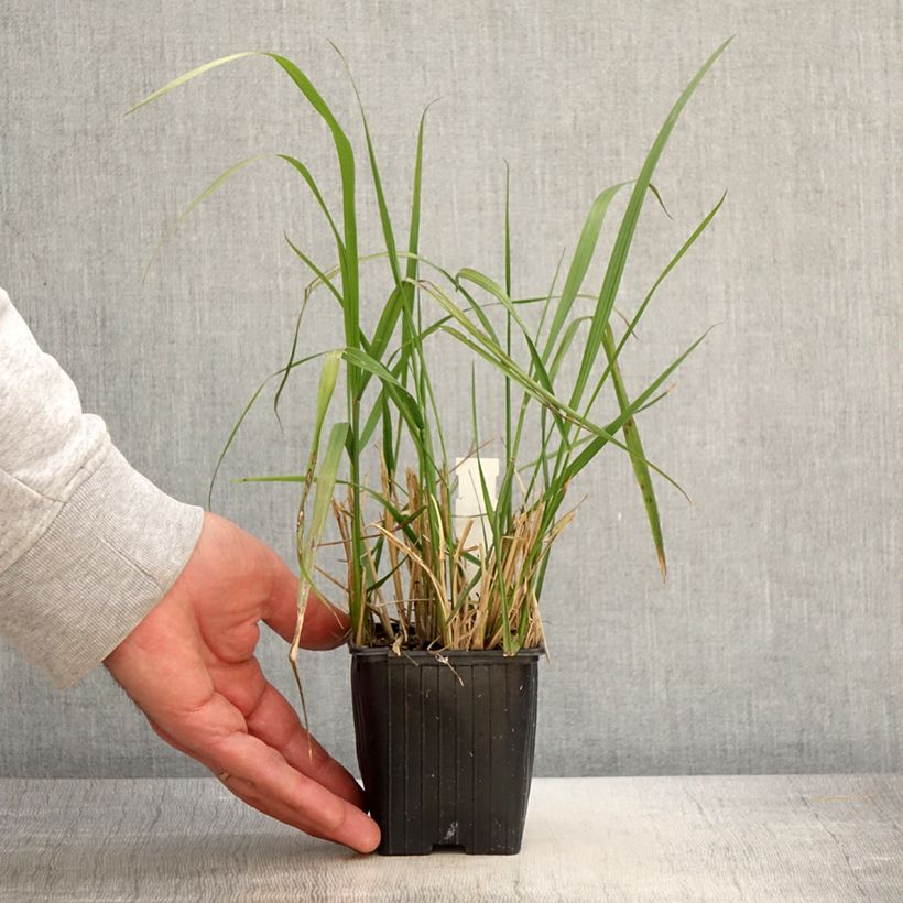 Exemplar von Calamagrostis acutiflora Eldorado - Reitgras wie im Frühjahr geliefert