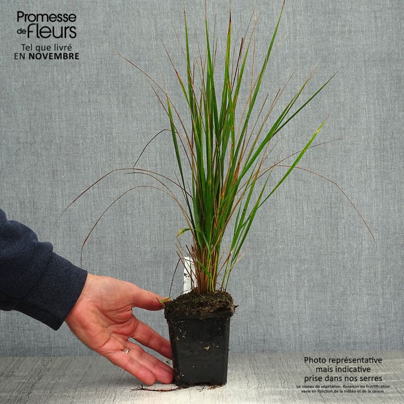 Exemplar von Calamagrostis acutiflora Karl Foerster en godet de 9cm wie im Herbst geliefert