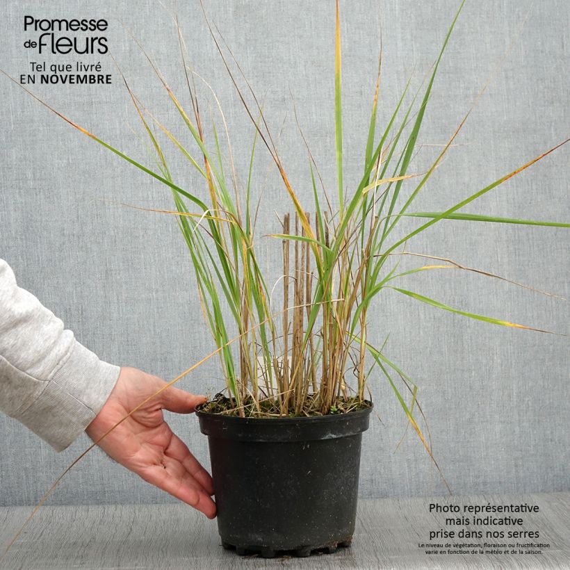 Exemplar von Calamagrostis acutiflora Karl Foerster en pot de 2L/3L wie im Herbst geliefert