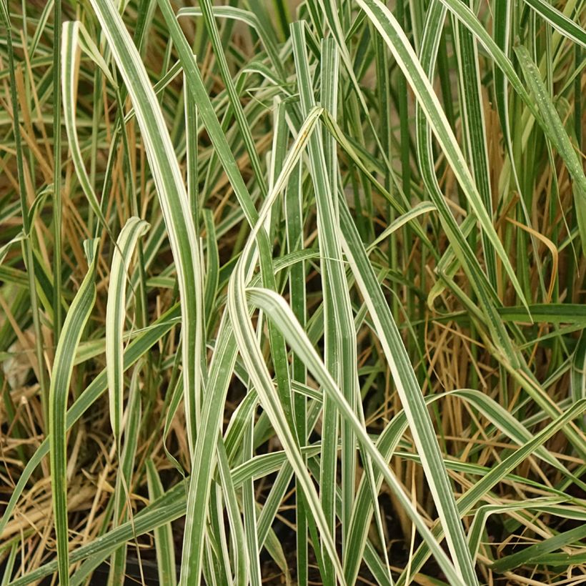 Calamagrostis acutiflora Overdam - Reitgras (Laub)