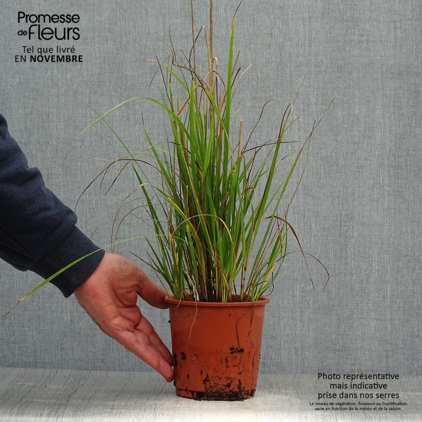 Exemplar von Calamagrostis acutiflora Waldenbuch - Reitgras wie im Herbst geliefert